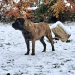 Mastiff- und Cairn Terrier Zucht „of the cheese hill“