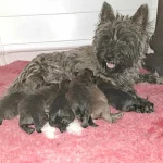 Mastiff- und Cairn Terrier Zucht „of the cheese hill“