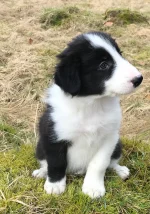 Border Collie Zwinger aus der Alten Noris