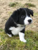 Border Collie Zwinger aus der Alten Noris