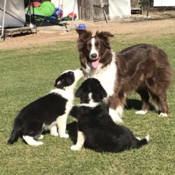 Border Collie Zwinger aus der Alten Noris