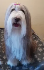 Bearded Collie Heart Diamond