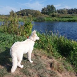 Weisse Schweizer Schäferhunde vom Mondsteintal