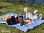 Bedlington Terrier Tiny’s Stern