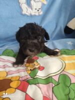 Bedlington Terrier Tiny’s Stern