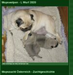 Mops Zucht CANIS PUGNAX