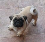 Mops Zucht CANIS PUGNAX