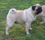 Mops Zucht CANIS PUGNAX