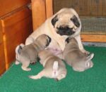 Mops Zucht CANIS PUGNAX