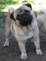Mops Zucht CANIS PUGNAX