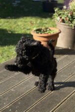 Grosspudel von der Insel Rügen