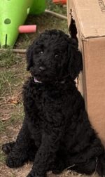 Grosspudel von der Insel Rügen