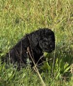 Grosspudel von der Insel Rügen