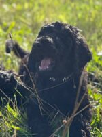Grosspudel von der Insel Rügen