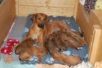 Magoebaskloof Rhodesian Ridgebacks