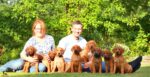 Magoebaskloof Rhodesian Ridgebacks