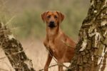 Magoebaskloof Rhodesian Ridgebacks