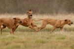 Magoebaskloof Rhodesian Ridgebacks