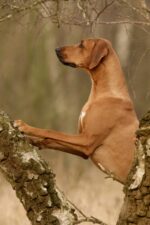 Magoebaskloof Rhodesian Ridgebacks