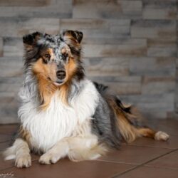 Collies vom Kathlberg