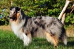 Collies vom Kathlberg