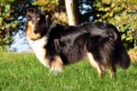 Collies vom Kathlberg