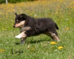 Collies vom Kathlberg