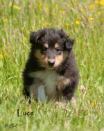 Collies vom Kathlberg