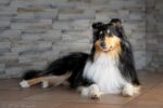 Collies vom Kathlberg