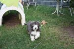 Bearded Collies Nonchalance