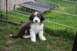 Bearded Collies Nonchalance
