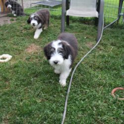 Bearded Collies Nonchalance