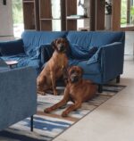Rusape Rhodesian Ridgebacks