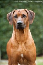 Rusape Rhodesian Ridgebacks