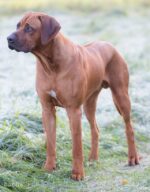 Rusape Rhodesian Ridgebacks