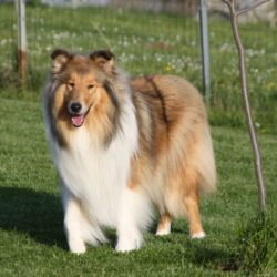 Collies von den Rappenäckern