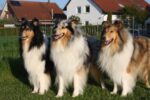 Collies von den Rappenäckern