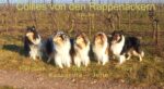 Collies von den Rappenäckern