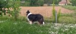 Collies von den Rappenäckern