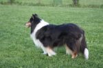 Collies von den Rappenäckern