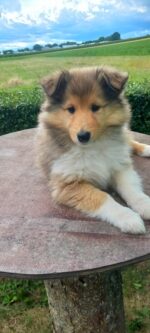 Collies von den Rappenäckern