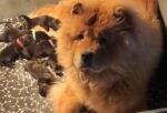 Sbi-Wang Chow Chows