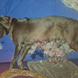 Langhaar Weimaraner vom Quellenhof