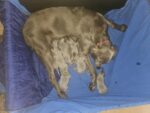 Langhaar Weimaraner vom Quellenhof