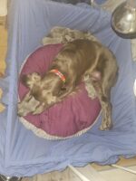 Langhaar Weimaraner vom Quellenhof