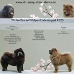 Sbi-Wang Chow Chows