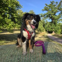 Hunde vom Flussufer