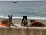 Hunde vom Flussufer