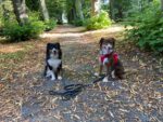 Hunde vom Flussufer