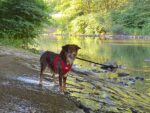 Hunde vom Flussufer